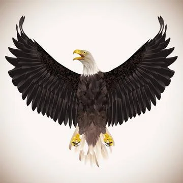 Bald eagle isolated on white background. Bald eagle isolated on white back... Stock Photos