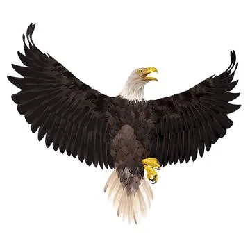Bald eagle isolated on white background. Bald eagle isolated on white back... Stock Photos