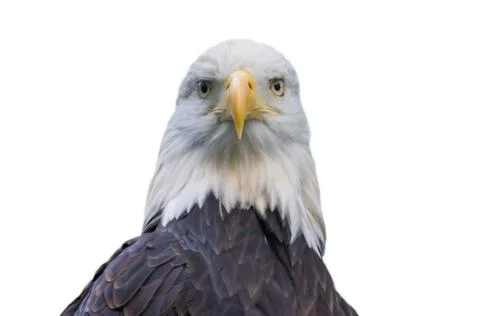 Bald eagle isolated on white Stock Photos