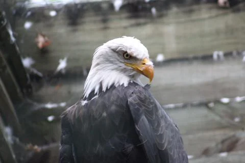 Bald eagle in its aviary Stock Photos