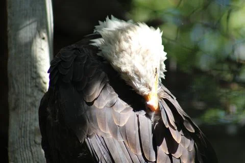 Bald eagle in its aviary Stock Photos