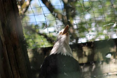 Bald eagle in its aviary Stock Photos