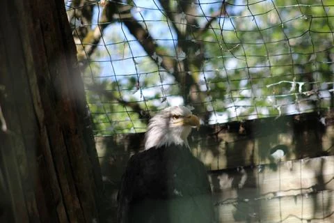 Bald eagle in its aviary Stock Photos