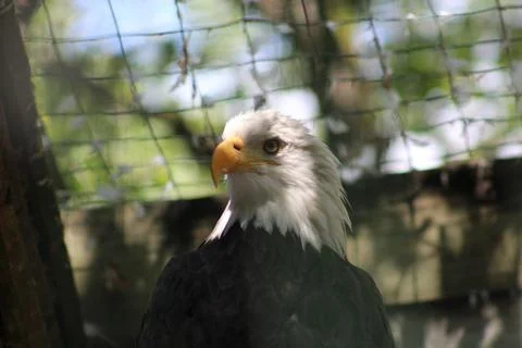 Bald eagle in its aviary Stock Photos