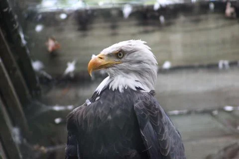 Bald eagle in its aviary Stock Photos