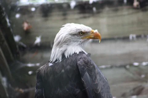 Bald eagle in its aviary Stock Photos