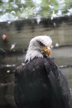 Bald eagle in its aviary Stock Photos