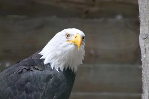 Bald eagle in its aviary Stock Photos