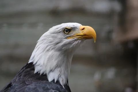 Bald eagle in its aviary Stock Photos