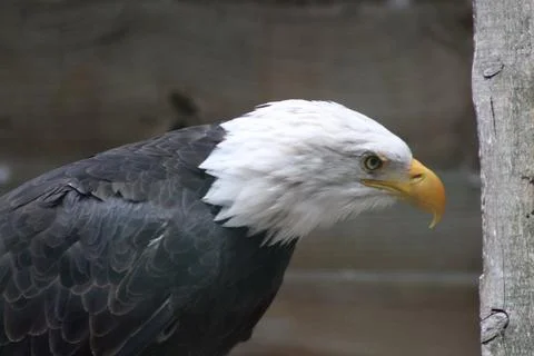 Bald eagle in its aviary Stock Photos