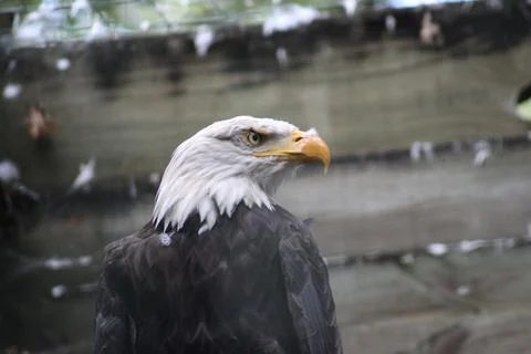 Bald eagle in its aviary Stock Photos