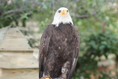 Bald eagle in its aviary Stock Photos