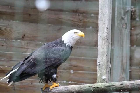 Bald eagle in its aviary Stock Photos