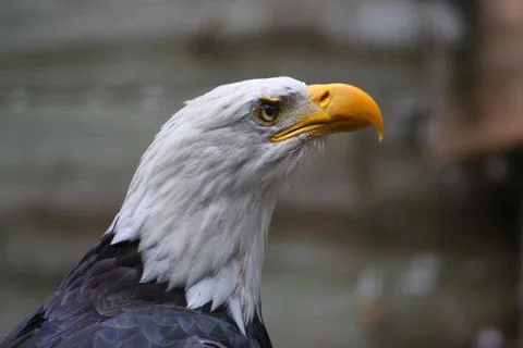 Bald eagle in its aviary Stock Photos