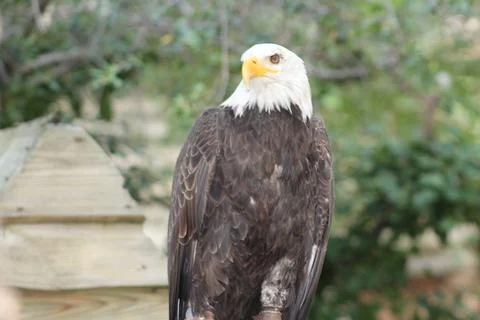 Bald eagle in its aviary Stock Photos