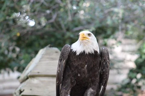 Bald eagle in its aviary Stock Photos