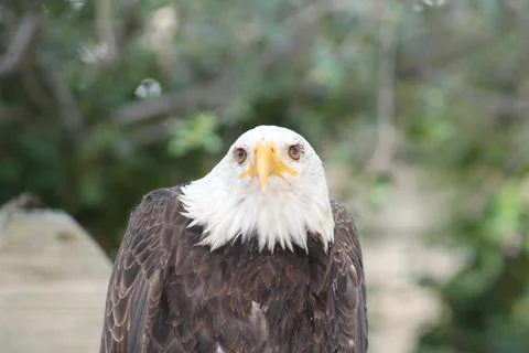Bald eagle in its aviary Stock Photos
