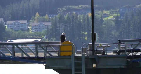 Bald Eagle in Juneau, Alaska Stock Footage 341337422
