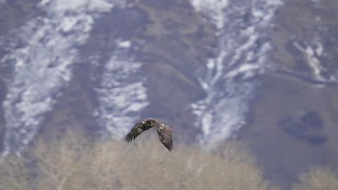 Bald Eagle Slow Motion Stock Footage Royalty Free Stock Videos Pond5