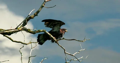 Bald Eagle, (Juvenile) perched on tree, then flies away, filmed in slow motion. Stock-Footage 133973356