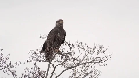 Bald Eagle Juvenile in Tree looking around white background 库存影片 72273895