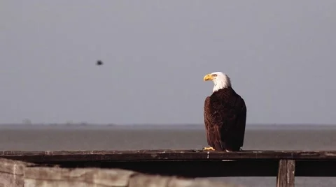 Bald Eagle on the lake with cinematic camera move Stock Footage 46482581