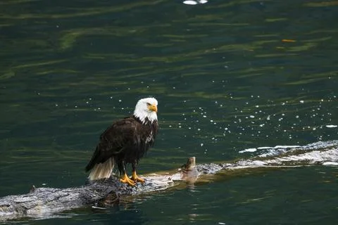 Bald Eagle in a Lake Stock Photos