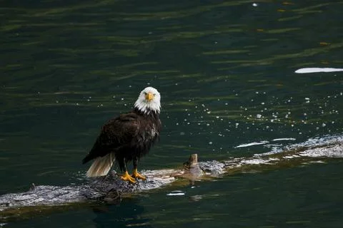 Bald Eagle in a Lake Stock Photos