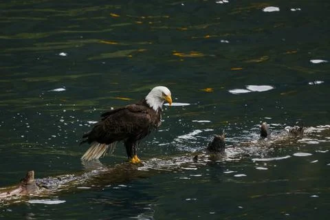 Bald Eagle in a Lake Stock Photos