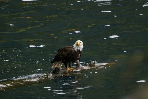 Bald Eagle in a Lake Stock Photos