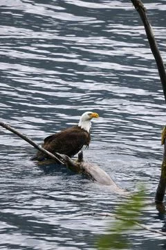 Bald Eagle in a Lake Stock Photos