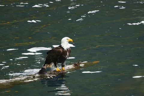 Bald Eagle in a Lake Stock Photos