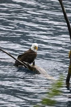 Bald Eagle in a Lake Stock Photos