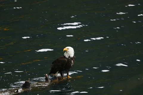 Bald Eagle in a Lake Stock Photos
