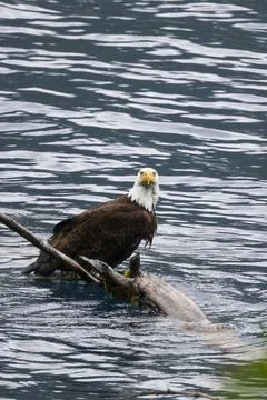 Bald Eagle in a Lake Stock Photos