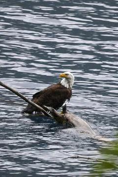 Bald Eagle in a Lake Stock Photos