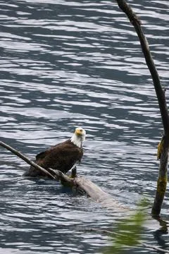 Bald Eagle in a Lake Stock Photos