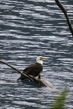 Bald Eagle in a Lake Stock Photos