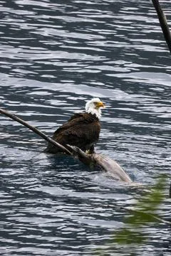 Bald Eagle in a Lake Stock Photos