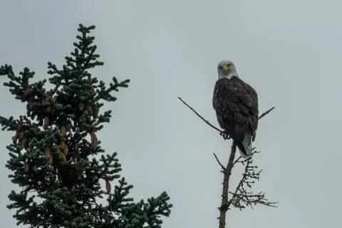 Bald eagle landed in a pine tree branch Stock Photos