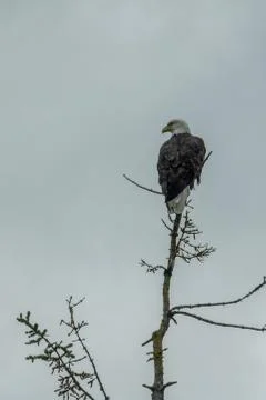 Bald eagle landed in a pine tree branch Stock Photos