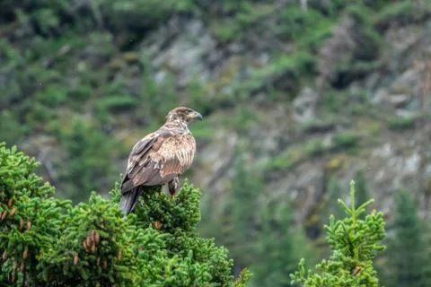 Bald eagle landed in a pine tree branch Stock Photos
