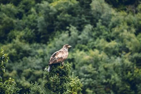 Bald eagle landed in a pine tree branch Stock Photos