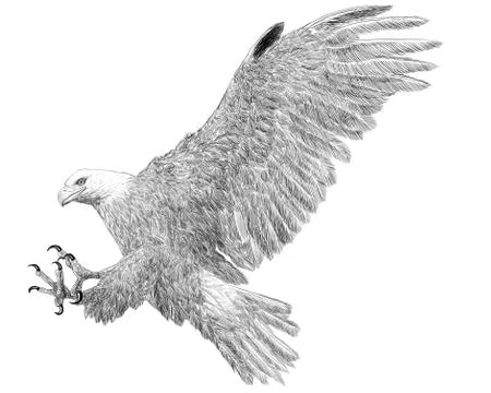 Bald eagle landing attack hand draw sketch black line on white background Stock Illustration