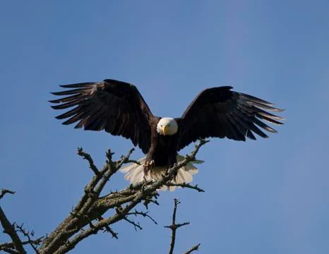 Bald eagle landing Foto stock