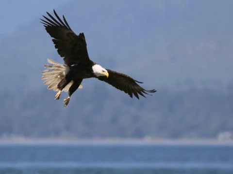 Bald Eagle Landing Stock Photos