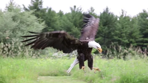 Bald Eagle Landing on Rock in slow motion Stock Footage 155711723