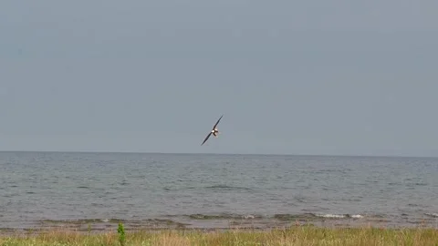 Bald Eagle Landing on Rock Slow-Motion Lake Huron Michigan Stock Footage 344906739