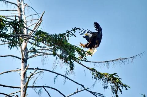 Bald Eagle landing an a tree branch Stock Photos