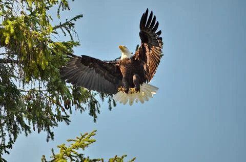 Bald Eagle landing an a tree branch Stock Photos